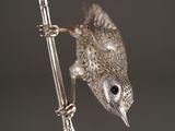 a small bird that is perched on a wire