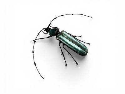 a close up of a green beetle on a white surface