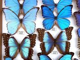 blue butterflies in a wooden box on display in a museum