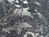 a black and white photo of a tree in the woods
