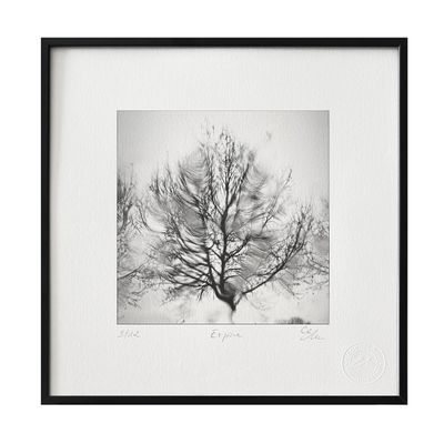 photographie en noir et blanc d'un arbre dépouillé dans un paysage enneigé