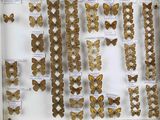 a lot of butterflies that are on display in a glass case