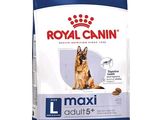 royal canin maxi adult dry dog food