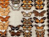 many different types of butterflies on display in a display case
