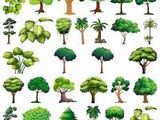a set of different trees and bushes on a white background
