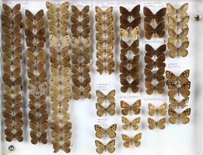 de nombreux types de papillons exposés dans une vitrine