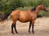 un cheval brun dans un champ, avec des arbres en arrière-plan