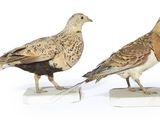 two birds are standing on a marble base on a white surface