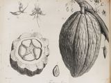 un vieux livre sur lequel figure le dessin d'une cabosse de cacao et d'une graine