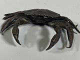 a crab that is sitting on a white surface
