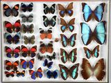 de nombreux types de papillons exposés dans une vitrine