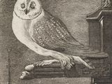 dessin représentant un hibou perché sur un rebord devant un immeuble