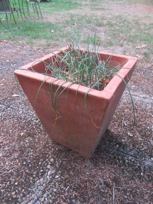 une plante qui pousse dans un pot posé à même le sol