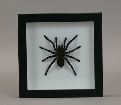a black and white spider in a black frame on a white background
