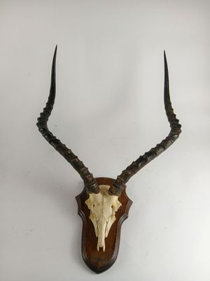 une tête d'antilope empaillée accrochée au mur, avec de longues cornes