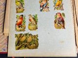a lot of birds that are sitting on a table