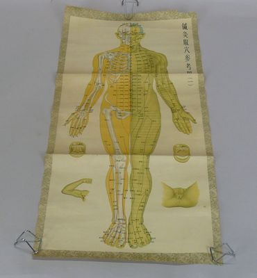 an image of a chart of the human body on a white background