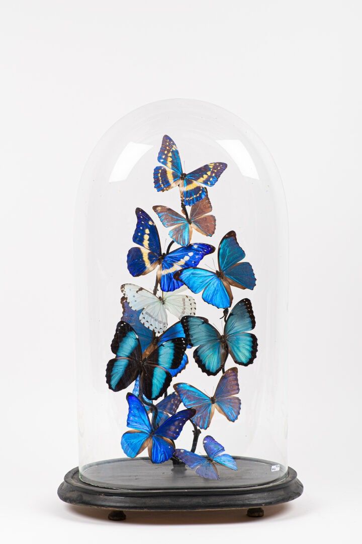 Objets d'art & Curiosités