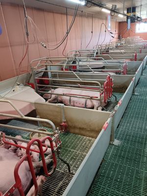 many pigs in a row in a pig pen