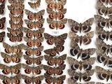 many different types of moths on display in a wooden box