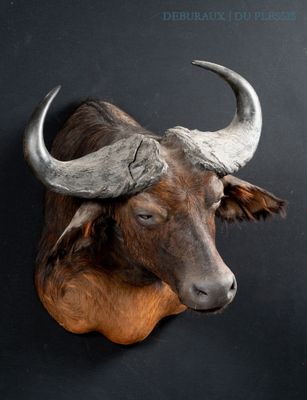 a bull head mounted on a wall with a black background