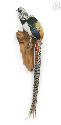 a bird that is sitting on top of a piece of wood