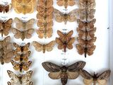 a lot of moths on display in a white box