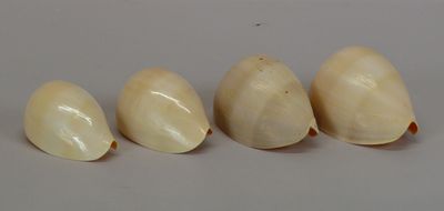 four pieces of garlic sitting next to each other on a white surface