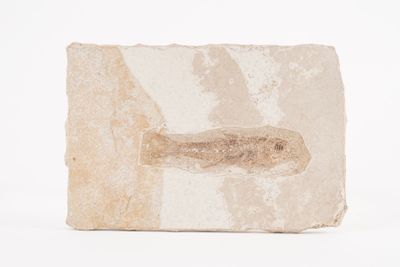 an image of a fossil fish on a rock on a white surface