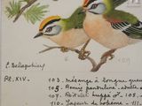 two birds sitting on a branch of a pine tree