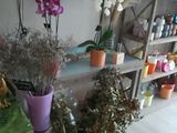 many potted plants on a shelf in a room