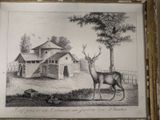 a drawing of a deer standing in front of a house