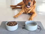 a dog that is laying down next to two bowls of food