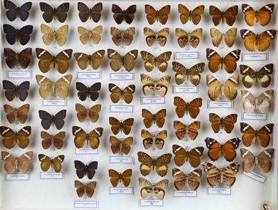 de nombreux types de papillons différents présentés dans une vitrine