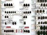 a lot of bugs that are on display on the wall