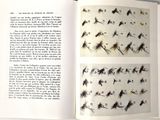 a book with a bunch of flies on it