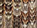 many different types of moths displayed in a display case