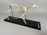 an image of a skeleton of a dog on a black base
