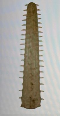 a very long blade of a very long blade of a very long blade of a very long blade of a very long blade of a very long blade of