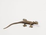 lizard on a white background with copy space for your own text