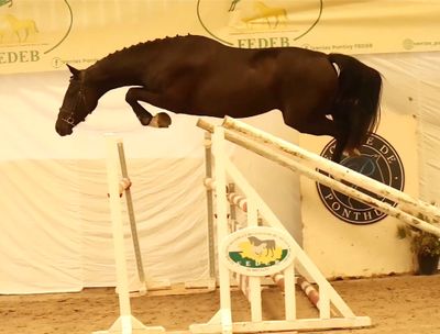 a horse that is jumping over a rail in the dirt