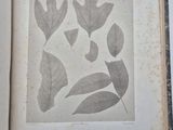 an open book with a drawing of leaves on it