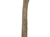 an image of a tree branch on a wooden base
