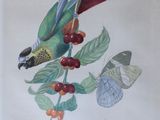 a picture of a bird on a branch with berries on it