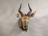 une tête d'antilope empaillée accrochée au mur d'une pièce