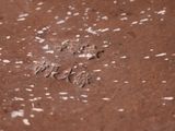 a close up of a piece of wood with white spots on it