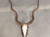 une antilope aux longues cornes accrochée au mur d'une pièce