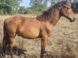 un cheval brun debout dans un champ d'herbe sèche
