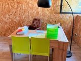 a dog sitting at a table in the middle of a room