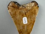 an image of a fossil shark tooth with a tag on it